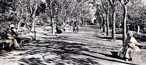 2972- Setif - Jardins d'Orleans - Allees2 - 1915
